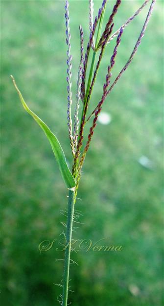  Plant wth infl. and pilose leaf sheath